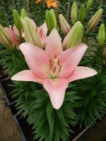 [4074 Lexington VH No02.JPG]